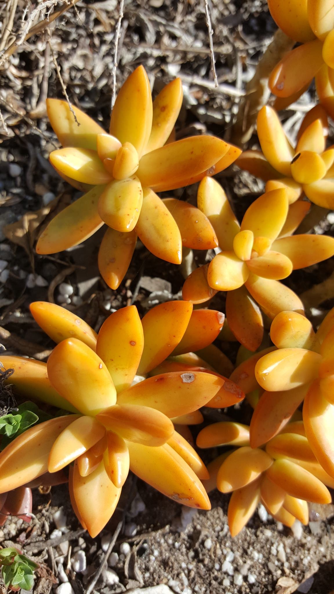 Sedum nussbaumerianum